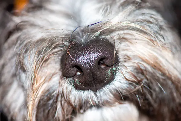Detaylı bir makro fotoğraf bir Maltipoo 'nun tapılası burnunu yakin bir görüntüde onun dokusunu ve çekiciliğini gösteriyor..