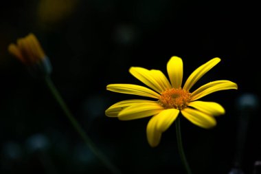 A vibrant yellow flower blossoms in full glory, radiating beauty and warmth in the garden.