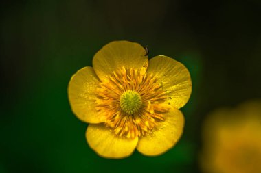 Parlak sarı bir çiçek tam ihtişam içinde çiçek açar. Bahçede ışıl ışıl bir güzellik ve sıcaklık yayar..