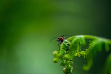 Bir makro fotoğraf, yeşil yaprakların arasına yerleşmiş, canlı ve doğal güzelliğini sergileyen asker böcek Cantharidae 'nin karmaşık detaylarını yakalar..