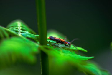 A macro photo captures the intricate details of a soldier beetle, Cantharidae, nestled among green leaves, showcasing its vibrant and natural beauty. clipart