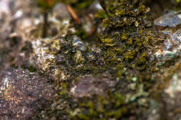 A macro photo captures the intricate textures and vibrant greens of moss and lichens, revealing their delicate details in vivid clarity.