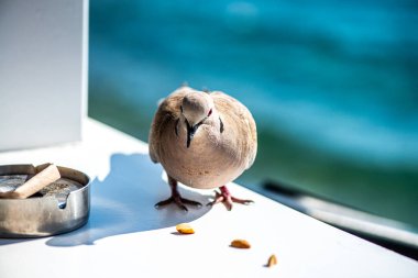 Arka planda çarpıcı bir deniz manzarası olan barışçıl bir güvercinin detaylı yakın çekimi doğa ve kıyı güzelliği arasındaki uyumu yakalıyor..