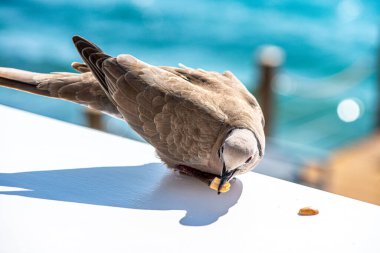 Arka planda çarpıcı bir deniz manzarası olan barışçıl bir güvercinin detaylı yakın çekimi doğa ve kıyı güzelliği arasındaki uyumu yakalıyor..