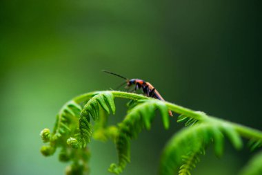 Bir makro fotoğraf, yeşil yaprakların arasına yerleşmiş, canlı ve doğal güzelliğini sergileyen asker böcek Cantharidae 'nin karmaşık detaylarını yakalar..