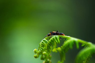 A macro photo captures the intricate details of a soldier beetle, Cantharidae, nestled among green leaves, showcasing its vibrant and natural beauty. clipart