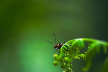 A macro photo captures the intricate details of a soldier beetle, Cantharidae, nestled among green leaves, showcasing its vibrant and natural beauty. clipart