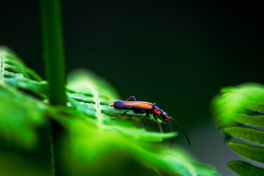 Bir makro fotoğraf, yeşil yaprakların arasına yerleşmiş, canlı ve doğal güzelliğini sergileyen asker böcek Cantharidae 'nin karmaşık detaylarını yakalar..