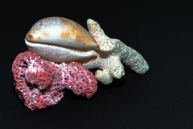 A detailed macro photograph capturing a Conus species alongside red and white coral reefs, set against a black background, highlighting their vibrant and intricate features. clipart