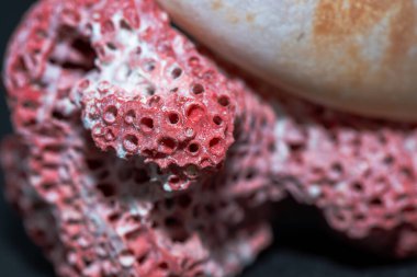 Kırmızı ve beyaz mercan resiflerinin yanında bir Conus türünü yakalayan detaylı bir makro fotoğraf, siyah bir arkaplana karşı dizilmiş, canlı ve karmaşık özelliklerini vurguluyor..