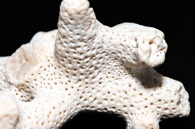 A detailed macro photograph highlighting the intricate textures of a white coral reef set against a black background, showcasing its natural beauty. clipart