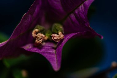 A detailed macro photo showcasing the vibrant bracts of a bougainvillea plant, often mistaken for petals. clipart