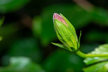 A captivating macro photograph of a blooming rose, showcasing the delicate layers of petals unfolding in soft, vibrant hues. clipart