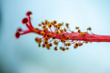 Çarpıcı bir makro fotoğraf. Kırmızı Hibiscus Rosa Sinensis 'in karmaşık ayrıntılarını ve canlı pullarını yakalıyor. Çin Gülü olarak da bilinir..