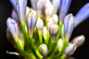 Büyüleyici bir makro fotoğraf çiçek açan çiçeklerin narin ve karmaşık detaylarını yakalıyor.. 