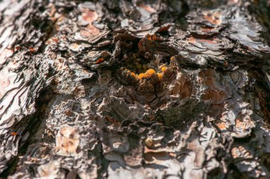 A stunning macro photo capturing the intricate details of amber resin oozing from the bark of a tree. clipart