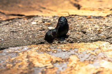 Küçük hayvan dışkılarının detaylı makro görüntüsü. Karmaşık dokuyu ve organik maddeyi yakalıyor.. 