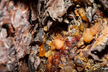 A stunning macro photo capturing the intricate details of amber resin oozing from the bark of a tree. clipart