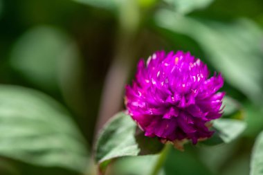 A detailed macro shot of Gomphrena globosa, or globe amaranth, highlighting its vibrant purple flower petals and intricate textures. clipart