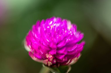 Gomphrena globosa 'nın detaylı bir makro görüntüsü, veya küresel amaranth, canlı mor çiçek yaprakları ve karmaşık dokuları vurguluyor..