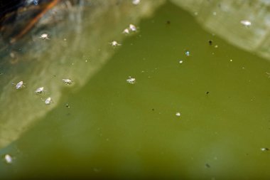 A close-up macro shot capturing small flies resting on the surface of water, demonstrating the fascinating effect of water tension. clipart