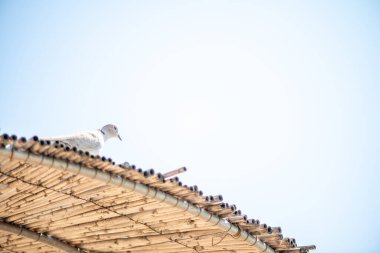 A serene image of a dove perched atop a straw umbrella, gazing down, embodying tranquility and the beauty of nature in a coastal setting. clipart