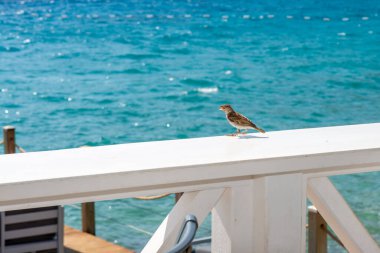 A picturesque moment capturing a sparrow in flight against a stunning sea view, embodying the beauty of nature and coastal serenity. clipart