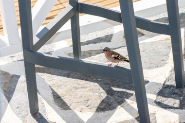 A charming scene of a small sparrow resting quietly beneath a chair, capturing a moment of nature blending with everyday life in a peaceful setting. clipart