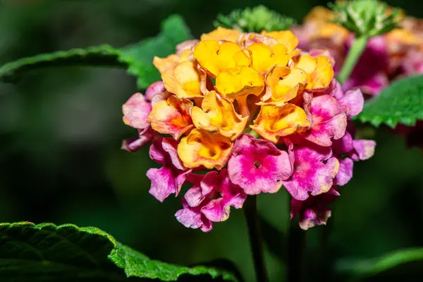  Lantana Camara 'nın canlı kümelerini gösteren ayrıntılı makro fotoğraf (Yaygın Lantana, Kırmızı Bilge, Sarı Bilge).