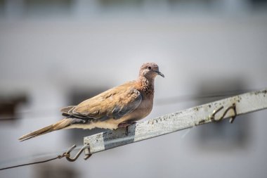 A serene moment captured in the urban landscape as a pigeon perches gracefully on a rope under the clear, sunny sky clipart