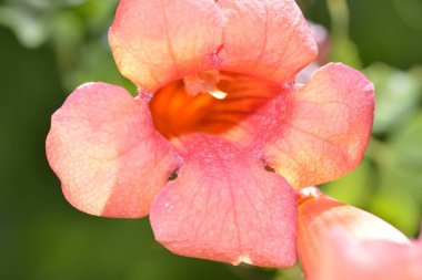 A stunning macro photo capturing the intricate details and vibrant colors of the Trumpet vine (Campsis radicans) flower, showcasing its natural beauty and delicate structure. clipart