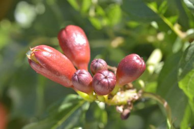 Çarpıcı bir makro fotoğraf, doğal güzelliğini ve narin yapısını gözler önüne seren, trompet sarmaşığının (kampüs radyanları) karmaşık detaylarını ve canlı renklerini yakalar..