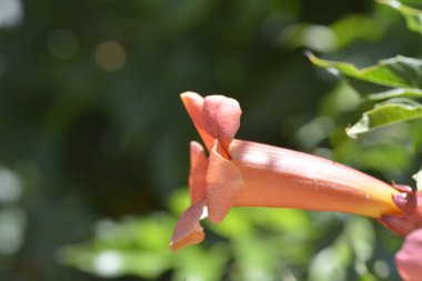 A stunning macro photo capturing the intricate details and vibrant colors of the Trumpet vine (Campsis radicans) flower, showcasing its natural beauty and delicate structure. clipart