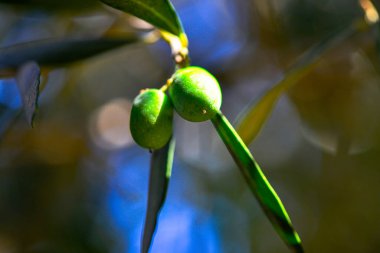 Akdeniz tarımının özünü yakalayan zeytin dalının yeşil zeytin ve yemyeşil yapraklarının yakın plan görüntüsü.