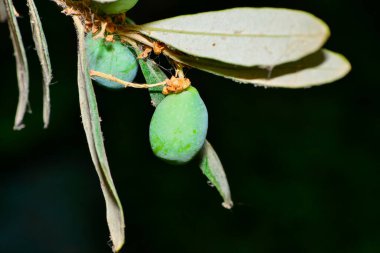 Akdeniz tarımının özünü yakalayan zeytin dalının yeşil zeytin ve yemyeşil yapraklarının yakın plan görüntüsü.