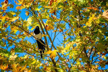 A Pica pica, also known as a magpie, perched on a tree branch, showcasing the elegant beauty of this intelligent and observant bird clipart