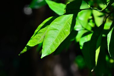 Mandarin ağacındaki yemyeşil yaprakların arasına yerleşmiş yeşil mandalinaların canlı bir görüntüsü meyvenin büyümesinin ilk aşamalarını yakalıyor..