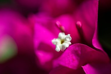 Göz kamaştırıcı bir makro fotoğraf begonvil çiçeğinin canlı pembe taç yapraklarını sergiliyor. Parlak, güneşli havanın tadını çıkarıyor. Karmaşık detaylar gün ışığıyla vurgulanıyor..