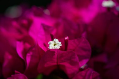 Göz kamaştırıcı bir makro fotoğraf begonvil çiçeğinin canlı pembe taç yapraklarını sergiliyor. Parlak, güneşli havanın tadını çıkarıyor. Karmaşık detaylar gün ışığıyla vurgulanıyor..