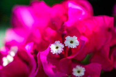 Göz kamaştırıcı bir makro fotoğraf begonvil çiçeğinin canlı pembe taç yapraklarını sergiliyor. Parlak, güneşli havanın tadını çıkarıyor. Karmaşık detaylar gün ışığıyla vurgulanıyor..