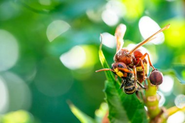 Dramatik bir makro fotoğraf, bir eşekarısının doğadaki bir arıyı avladığı bu vahşi etkileşimin canlı detaylarını ve renklerini yakaladığı yoğun anı gösteriyor..
