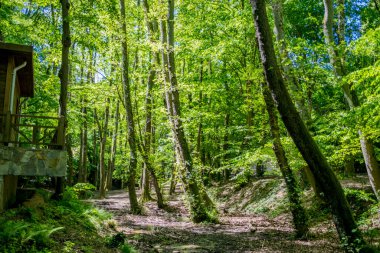 Sakin ve yeşil bir orman, bir huzur cenneti, doğanın güzelliğini gösteren ve gelişmekte olan bir ormanın huzurlu ahengi..