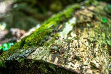 A little frog on a tree trunk in the forest, showcasing the vibrant colors and tiny wonders of nature in the woodland habitat clipart