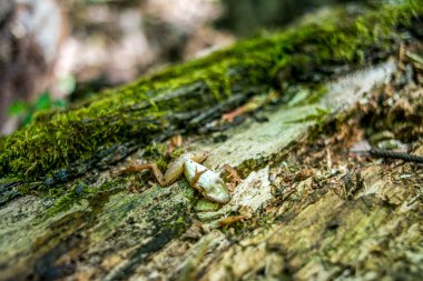 A little frog on a tree trunk in the forest, showcasing the vibrant colors and tiny wonders of nature in the woodland habitat clipart