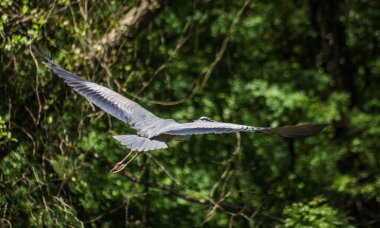 Uçan görkemli bir balıkçıl, doğal ortamında bu kuş yaratığının havadaki zarafetini ve gökyüzüne doğru güzelliğini sergiliyor..
