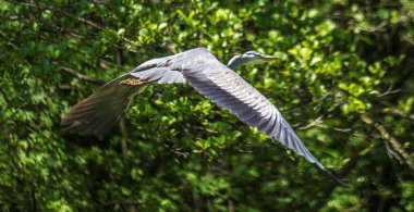 A majestic heron in flight, showcasing the airborne elegance and skyward beauty of this avian creature in its natural outdoor habitat. clipart