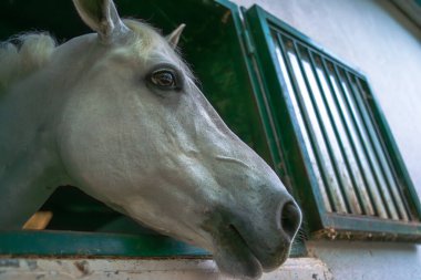 Büyülenmiş ve meraklı beyaz bir at, pencereden dışarı bakıyor, iç mekandaki at zarafetini sergiliyor.