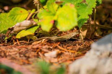 The Italian wall lizard adeptly conceals in lush green bushes, showcasing its natural camouflage and agile presence in the vibrant outdoor environment. clipart