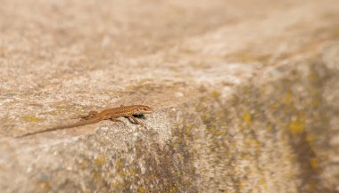 Bir İtalyan duvar kertenkelesi zarif bir şekilde dokulu taş bir duvarın kenarına tünemiş, sıcak güneş ışığında güneşleniyor, kentsel yaşam alanına sorunsuzca karışıyor..