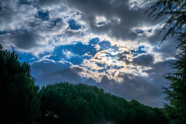 Bulutlu bir günde ormanın manzarası. Aralıklı güneş ışığı. Sükunet ve doğal güzelliği sisli, ağaçlık bir atmosferde harmanlıyor..